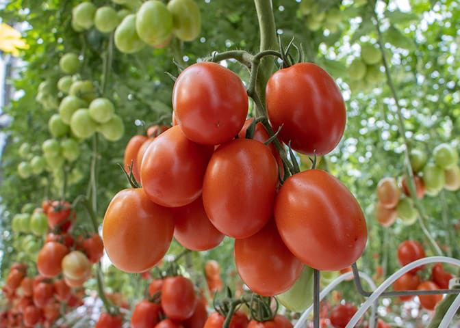 Tomate Roma